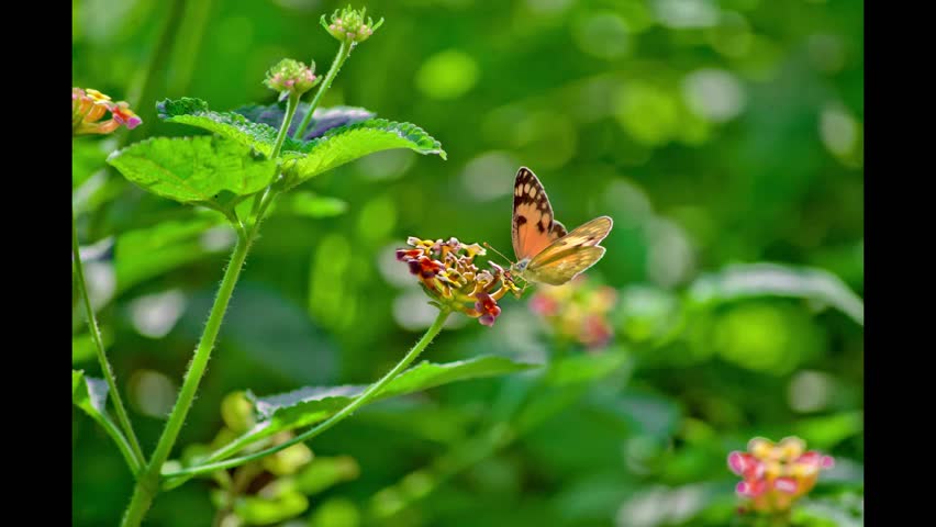 Beautiful Butterfly Slideshow for Presentation