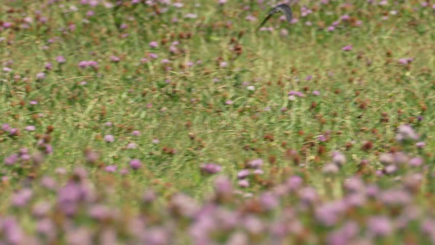 barn swallow is in a forest