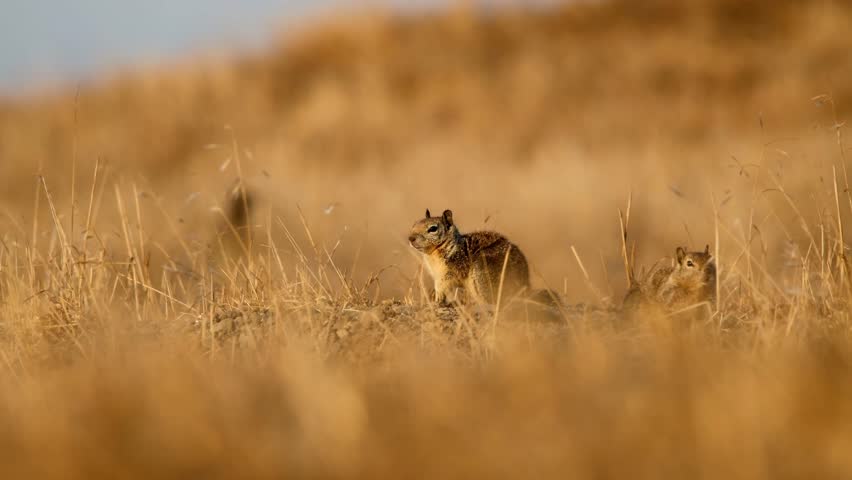California ground squirrels calling to each other in a golden field