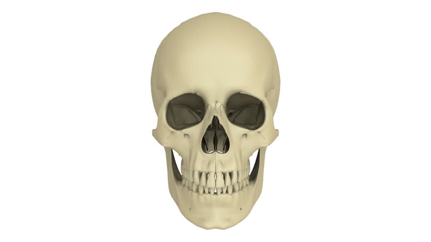 A model of human skull isolated on white with matte