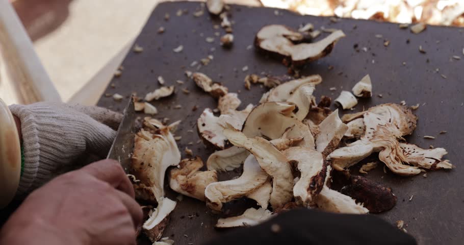 Slice wild Tricholoma matsutake mushroom in China