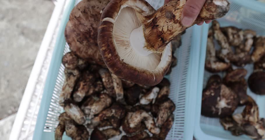 Slice wild Tricholoma matsutake mushroom in China