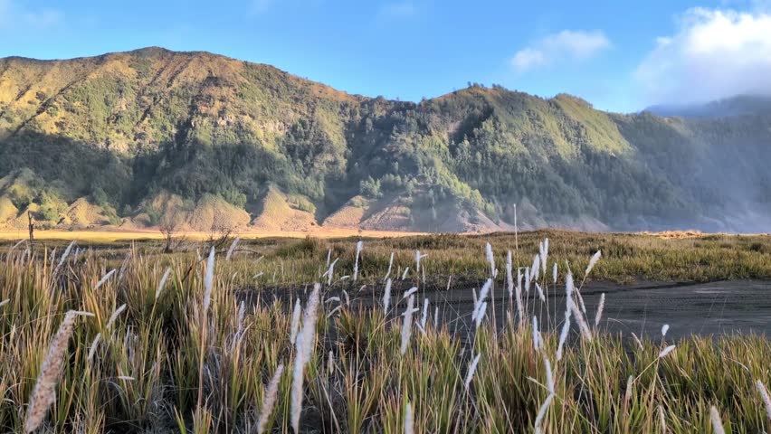 A stunning mountain landscape. Tall golden blades of grass sway gently in the breeze. In the background, majestic green and brown mountains rise against a bright blue sky with a few wispy clouds.