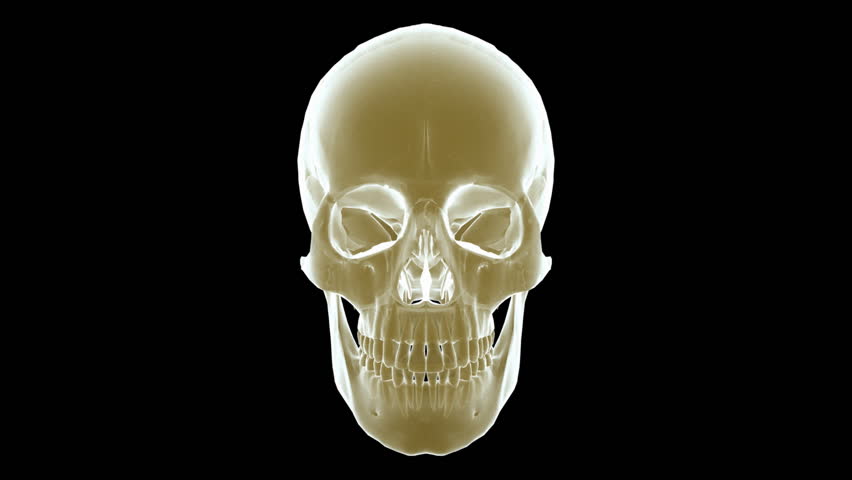 A x-ray human skull with matte