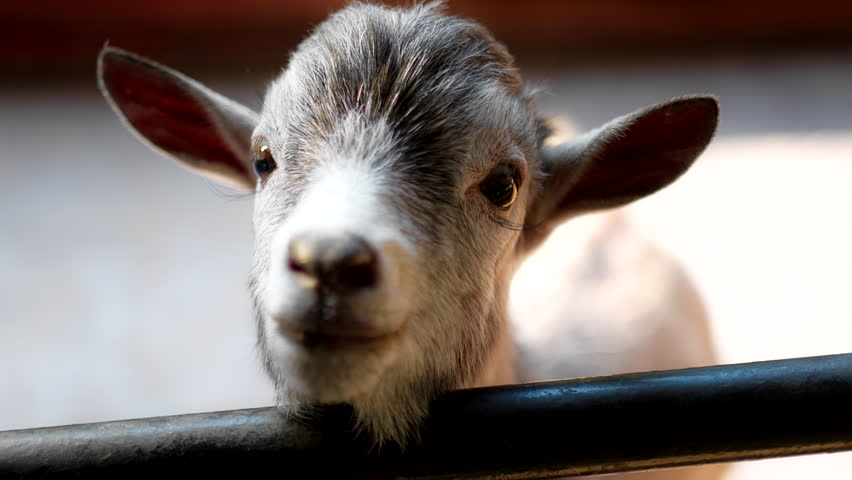 A close-up of an adorable young goat with soft gray fur and curious eyes peeking over a metal fence. The animal’s gentle expression and natural detail highlight the innocence and charm of farm life.