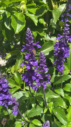 Honey Bees Collecting Pollen from Purple Flower Plant