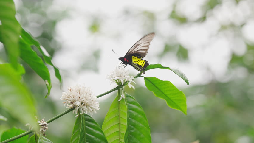Birdwing butterfly pollinating robusta coffee, coffea canephora, flowers, troides helena, tree, plant, pollination, feeding on nectar, insect pollinator, pollen