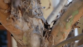 Close-up of the textured, peeling bark of a eucalyptus tree, showcasing the intricate patterns and multi-colored layers of brown and green. A macro shot perfect for nature and botanical themes. - Powered by Shutterstock - Get 15% off with code: PIKWIZARD15
