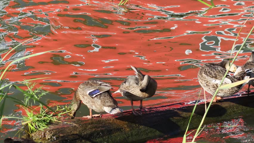 Mallard ducks standing on the shore of a pond with red water. The ducks have brown plumage. The water reflects the sunlight, creating a bright and unusual effect.