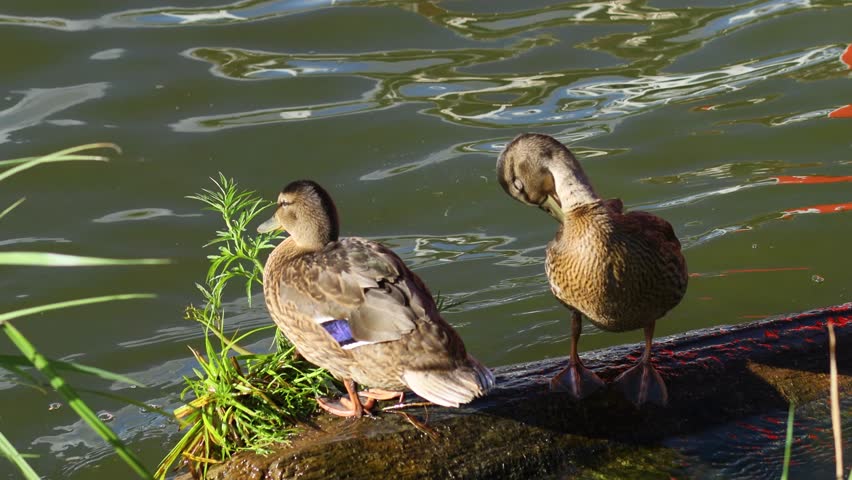 Two mallard ducks standing on the shore of a pond. The water reflects the sunlight, creating bright highlights. The ducks look calm, enjoying nature.
