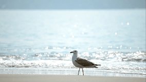 Seagull  in front of blue sea