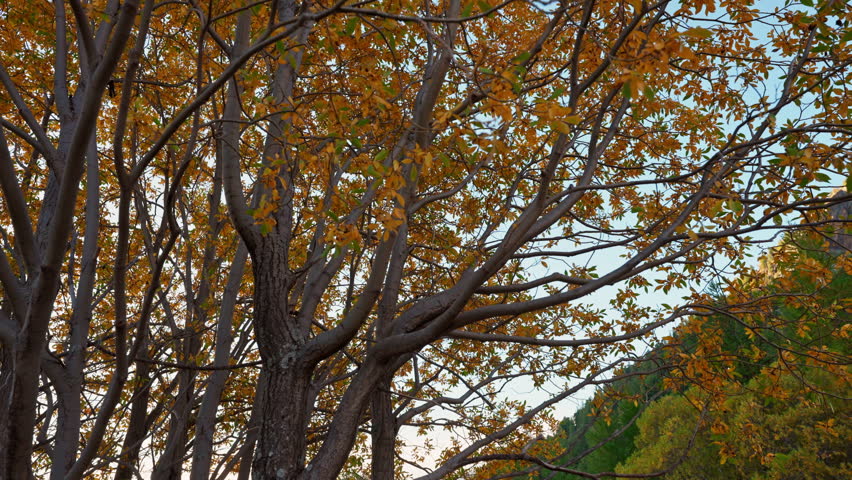 Scenic tree branch with yellow foliage in autumn valley forest under blue sky in countryside at French Alps