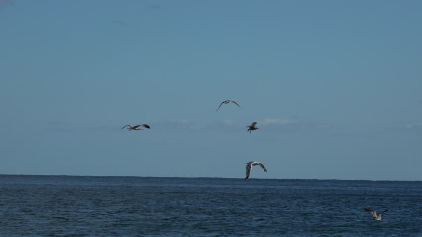 Seagulls ocean birds fly, hunt fish over water during daytime search food