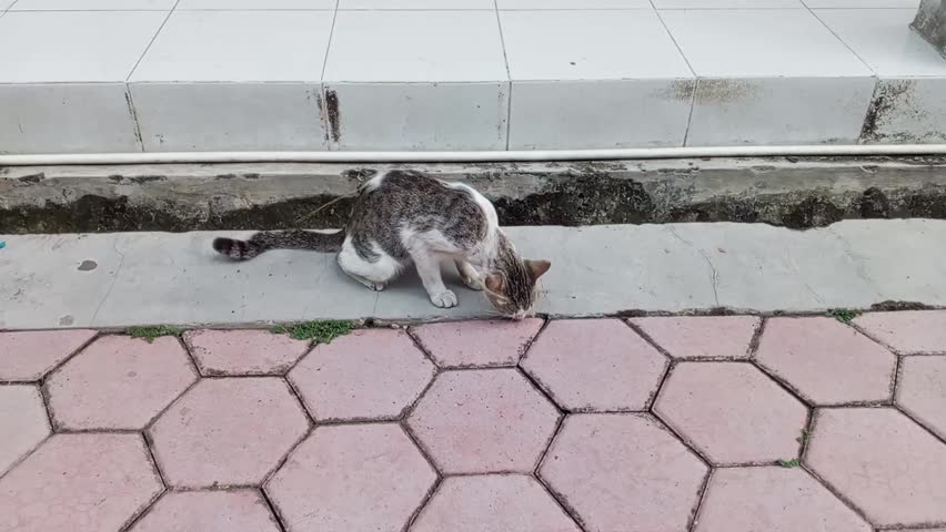 Black and white cat is playing on the ground