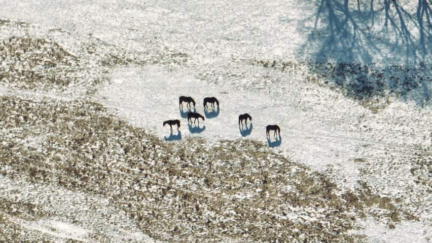 Aerial drone view of horses grazing in snowy field, Utah USA, winter landscape