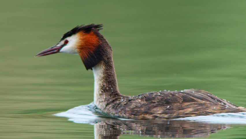 An adult great crested grebe (Podiceps cristatus) swims on a pond Hildesheim, Lower Saxony, Germany, Europe
