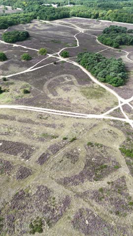 Aerial drone view of Blaricummer Heide in bloom, with purple heather fields crossed by winding sandy paths in Blaricum, Noord-Holland, The Netherlands