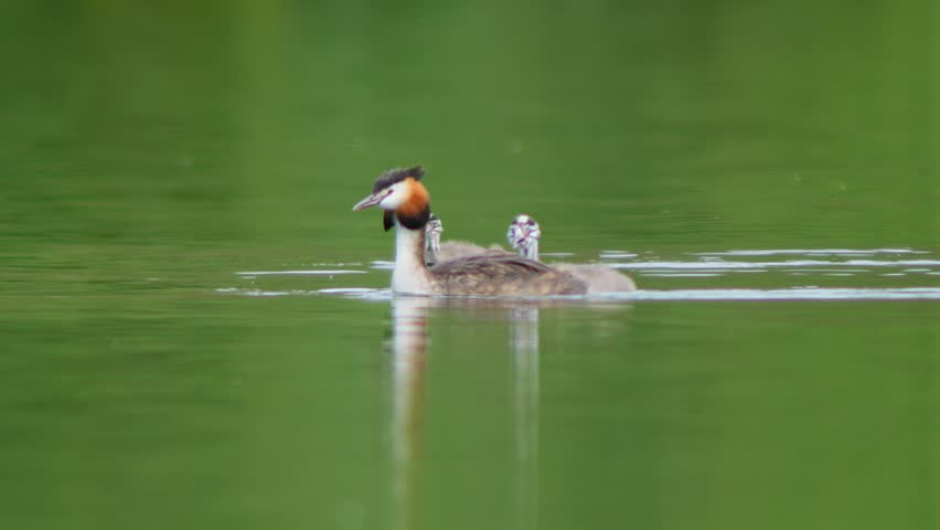 An great crested grebe family with chicks (Podiceps cristatus) swims on a pond Hildesheim, Lower Saxony, Germany, Europe