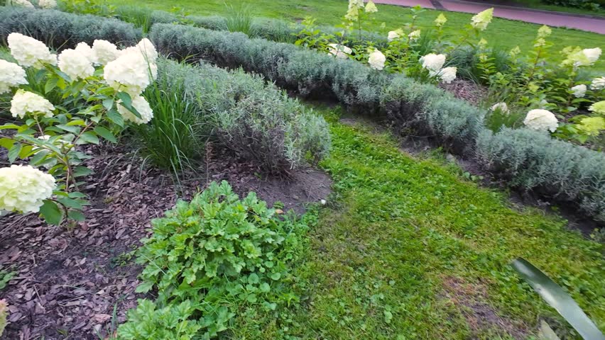 Hydrangea flowers, lavender bushes and Agave americana in a summer park.