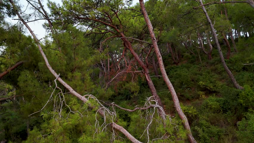 An engaging 4K drone shot moving through a forest, focusing on a pine tree with distinctive reddish-brown bark on a steep, verdant hillside covered with lush green undergrowth.