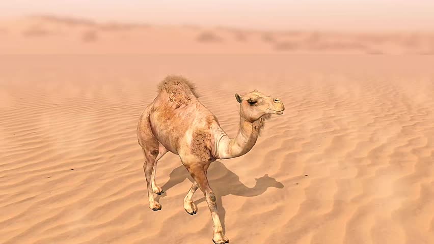 3D animation of a camel walking, highlighting its body structure, humps, and natural movement.