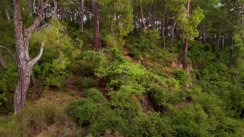 An intimate 4K drone close-up that orbits a unique pine tree with a pale, smooth trunk, capturing its distinct character against the lush green backdrop of the surrounding dense forest.
