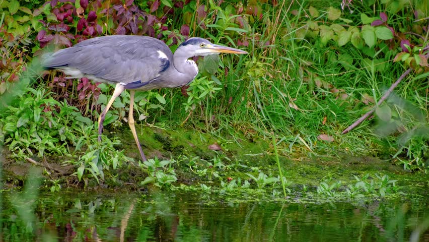 Close-up video of a grey heron standing still by the water’s edge, carefully observing and looking for prey
