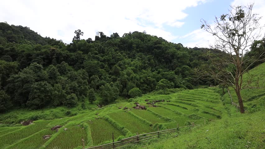 The natural video background of the green rice field atmosphere, surrounded by big trees and huts, herds of animals living along the stream, the beauty of the ecosystem.
