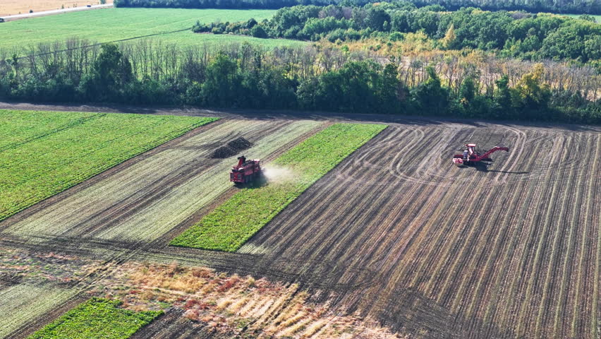Wide aerial view of sugar beet harvesting on a sunny day. Industrial agriculture and food supply chain
