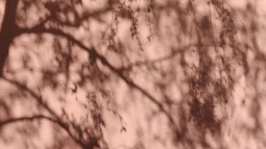Tree shadows shift across the wall, symbolizing impermanence, fleeting time, and the delicate beauty of passing moments that can never return.