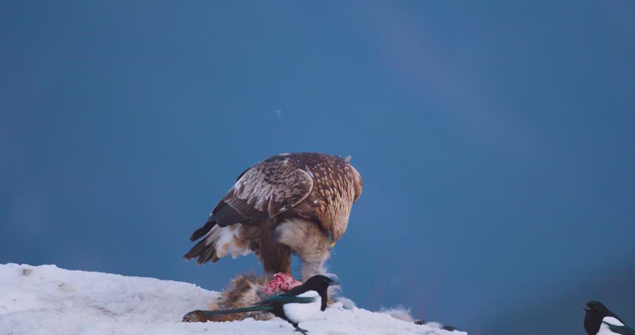 Majestic Golden Eagle in a winter landscape over the fjords of Telemark, Norway