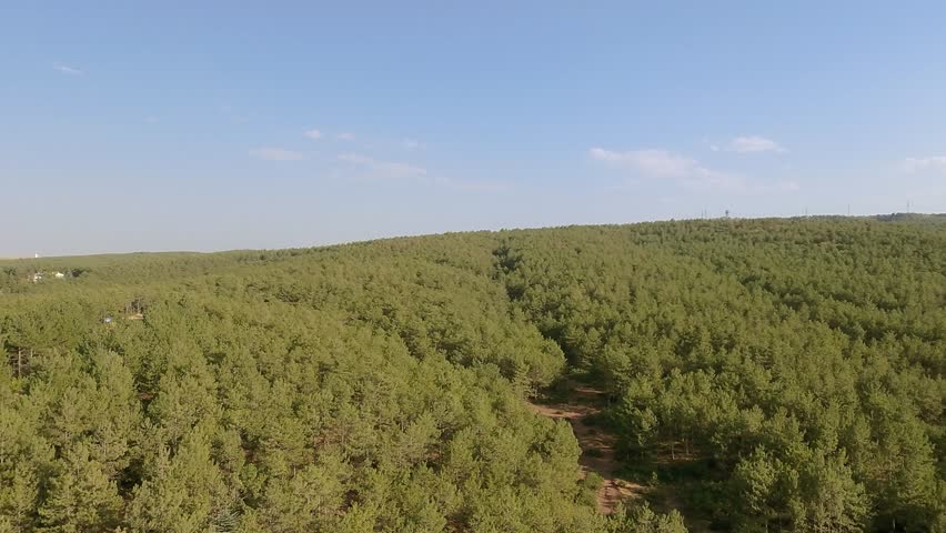 Drone video of descending through trees in forest