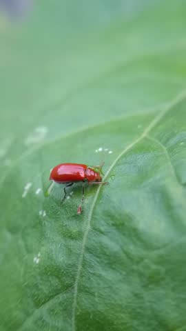 macro photo of cute and adorable red pumpkin beetle (Aulacophora sp.), eating circles on leaves.