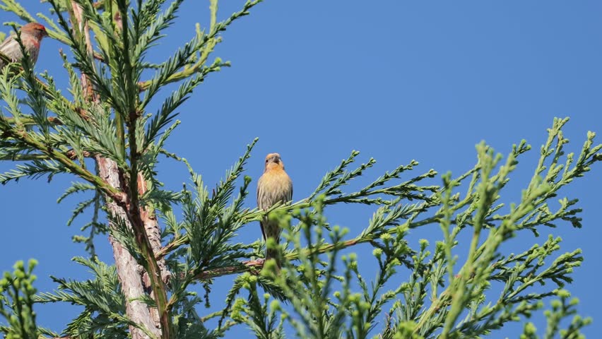 A close-up view of a finch perched on a branch of a coniferous tree against a clear blue sky