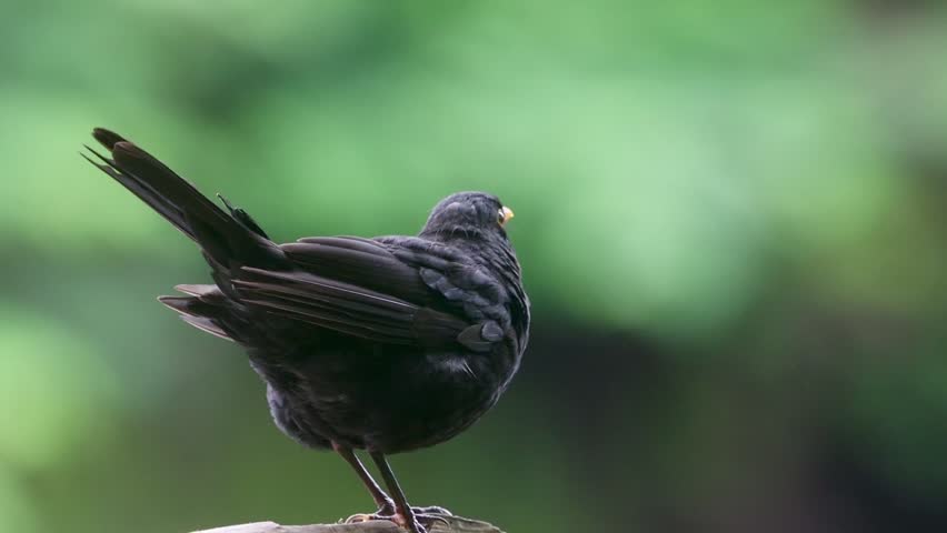 A Common Blackbird stands on a wooden surface with its back turned, displaying its dark plumage and long tail