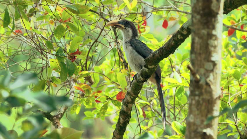 A hornbill perches on a tree branch in a lush tropical forest, surrounded by green and red leaves