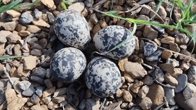 pitta brachyura egg on the wild stone background. footage  - Powered by Shutterstock - Get 15% off with code: PIKWIZARD15