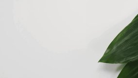 Horizontal from above view flat lay shot of dietary supplement pills spilled out of white plastic bottle lying on dark green plant leaves. natural supplements for healthy good life.4k home interior.
 - Powered by Shutterstock - Get 15% off with code: PIKWIZARD15