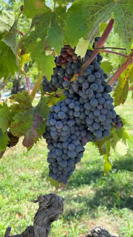 A bountiful bunch of dark purple grapes (Cabernet or Merlot) hangs heavily on a vine amidst green leaves. A detailed, vertical shot symbolizing a successful harvest and abundance