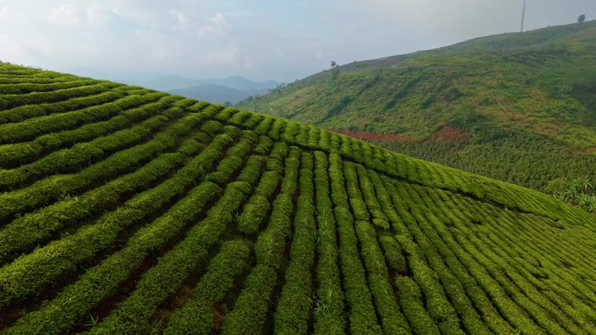 Aerial exploration of verdant tea fields with scenic mountain panorama Da lat Vietnam.