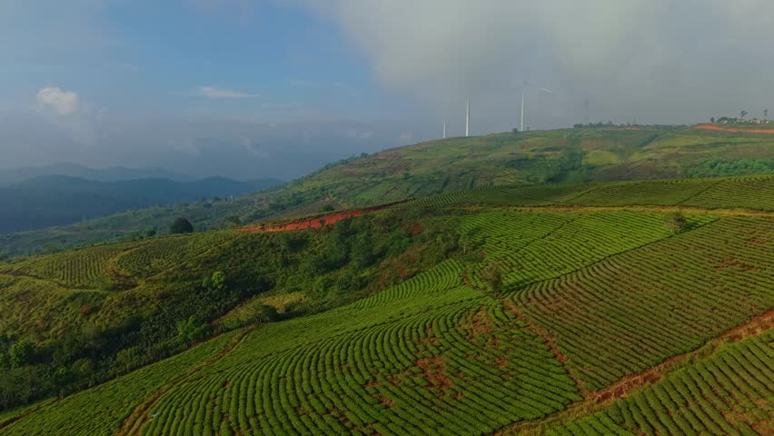 Dynamic aerial journey over lush tea plantations and rolling hills.