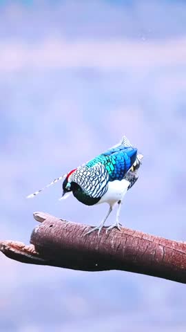 A colorful bird perched on an old piece of wood.