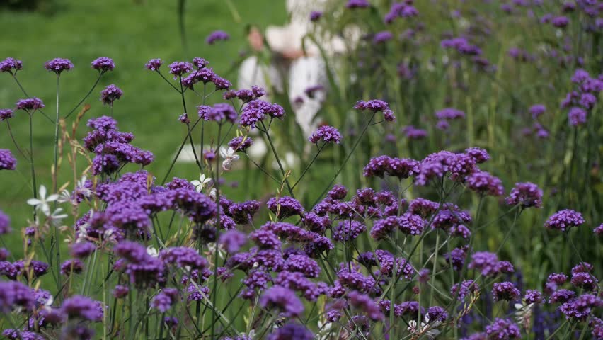 Purple verbena flowers blooming - Delicate purple flowers sway gently in a summer garden, attracting butterflies and bees