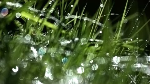 dew glistens on the grass