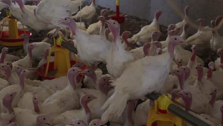 Turkey farm with numerous birds feeding and interacting in a spacious indoor environment