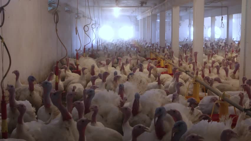Turkey farm in operation showcasing numerous turkeys in a spacious indoor environment