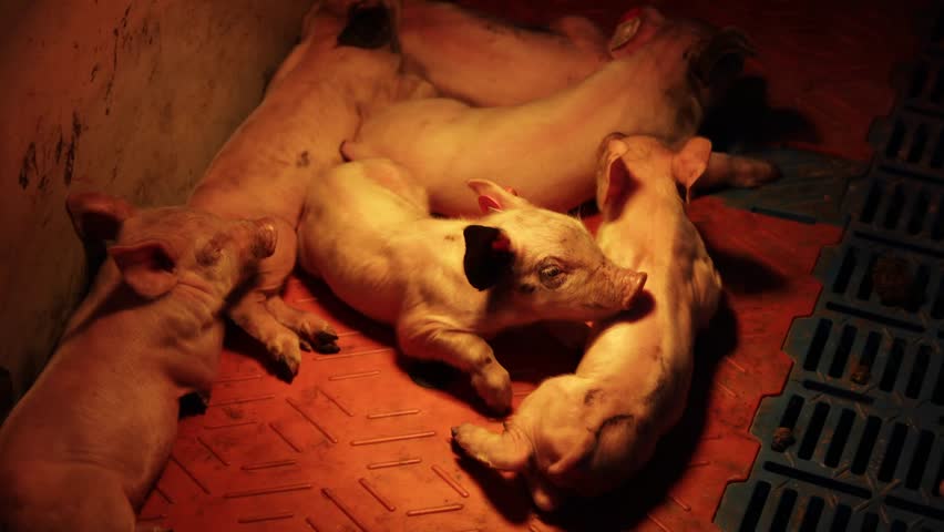 Pigs resting together in a warm shelter on a pig farm during late evening hours