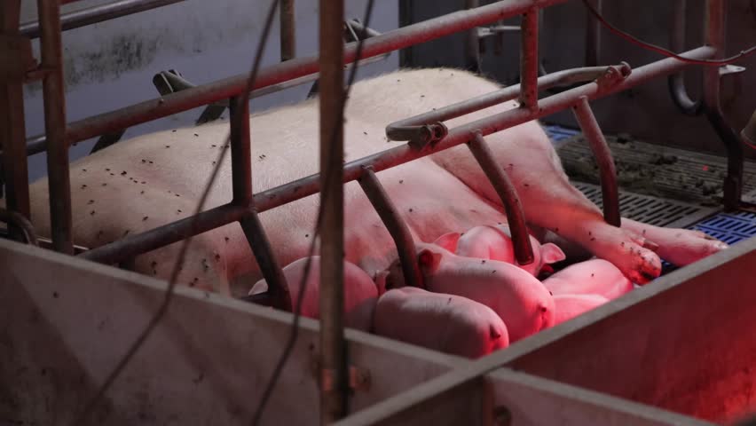 Pig farming in action with mother pig nursing her piglets in a well managed facility in the early morning hours