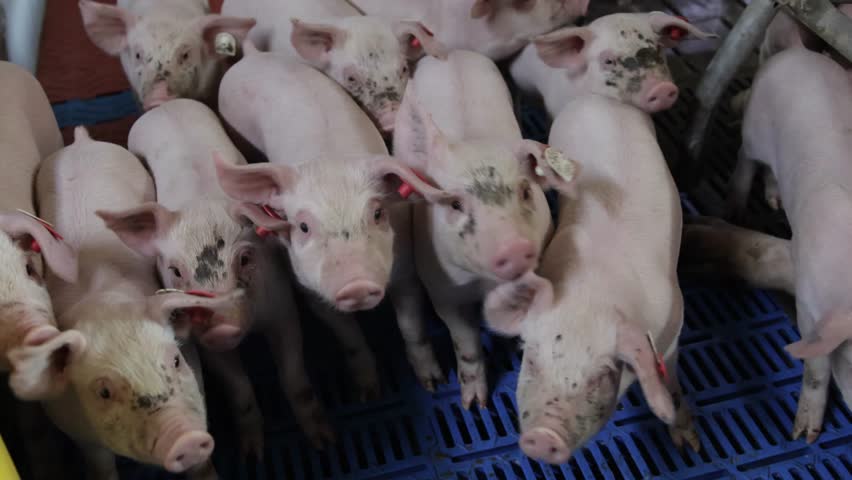 Pig farming practices in a modern facility showcasing healthy piglets in their pen environment
