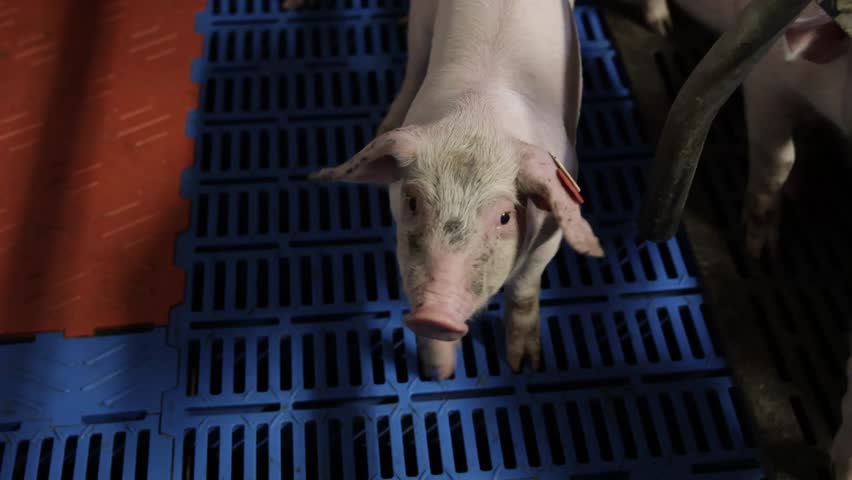 Insights into pig farming practices on a local farm with piglets in a nurturing environment